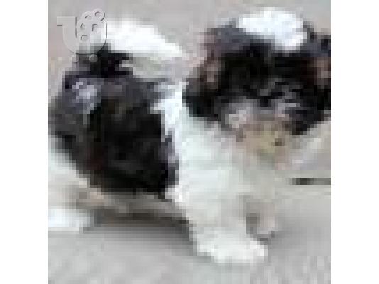 PoulaTo: Shih Tzu κουτάβι